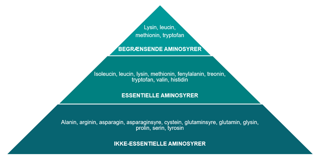 Aminosyrer