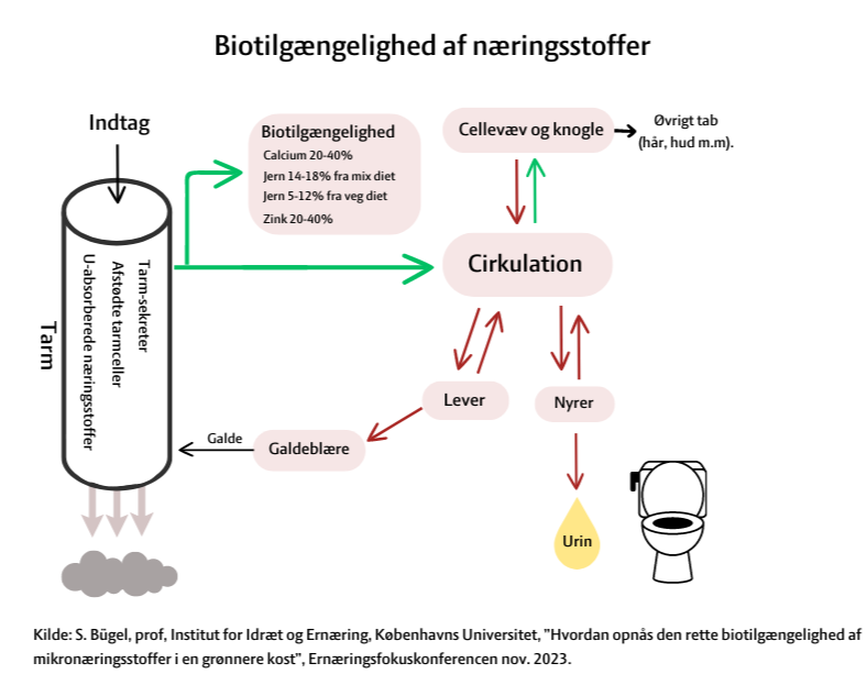 Biotilgængelighed_næringsstoffer